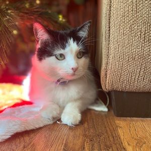 Meet your Posher, Myle